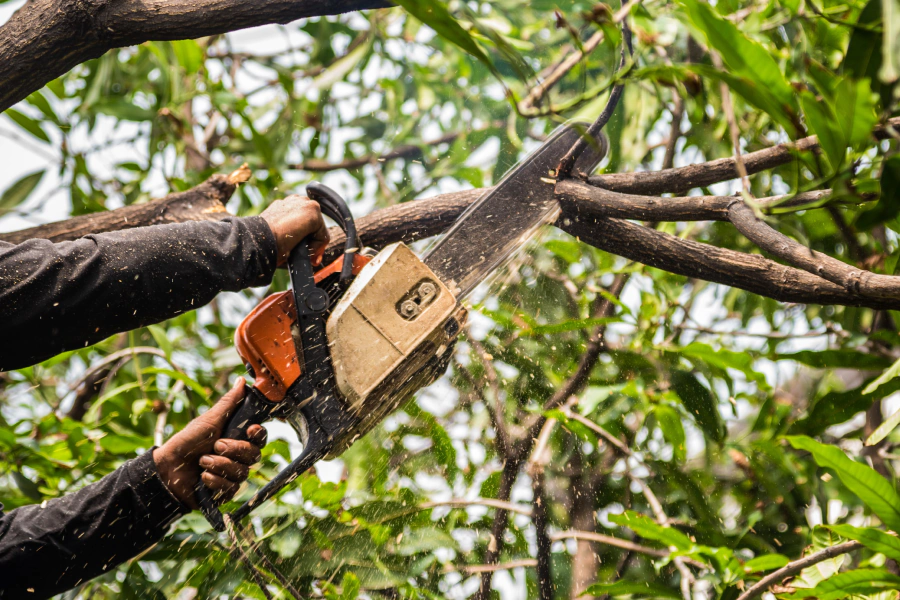 tree trimming service tree trimming service