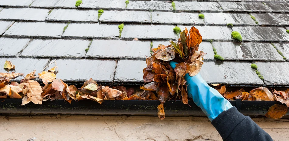 Tree Removal Services